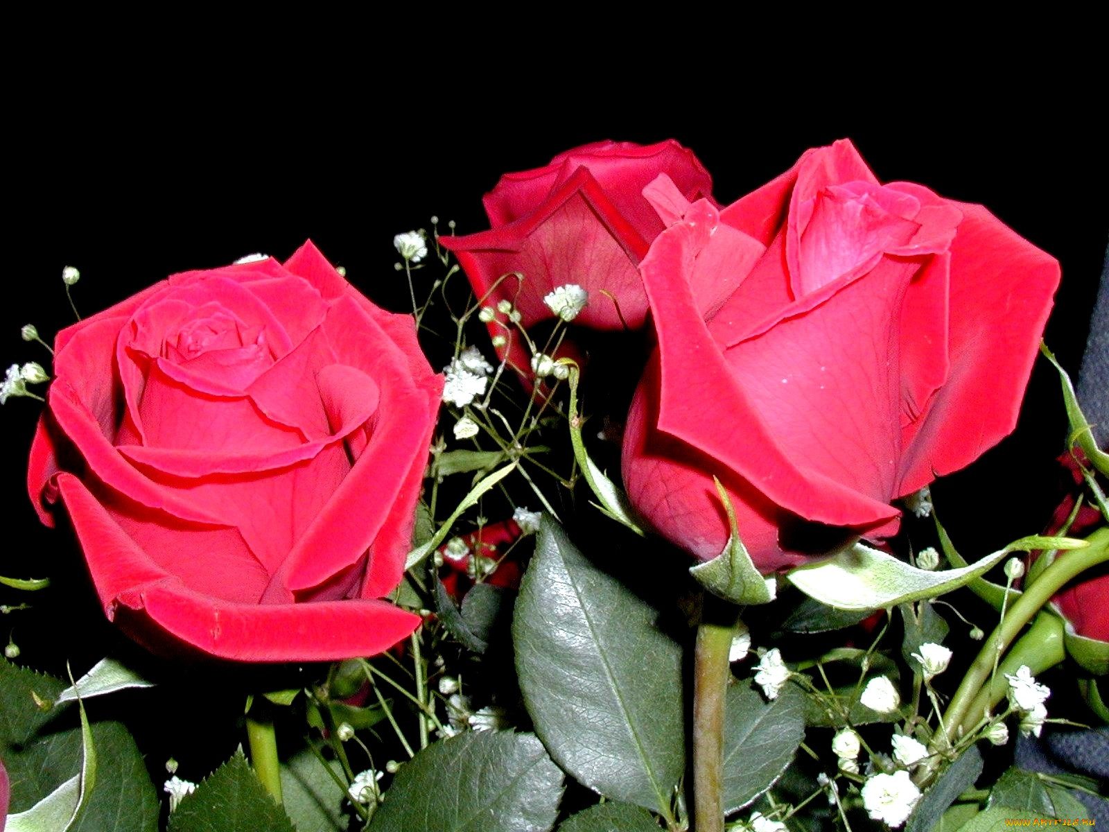 roza, , 